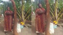 Reactions as woman harvests a giant cassava
