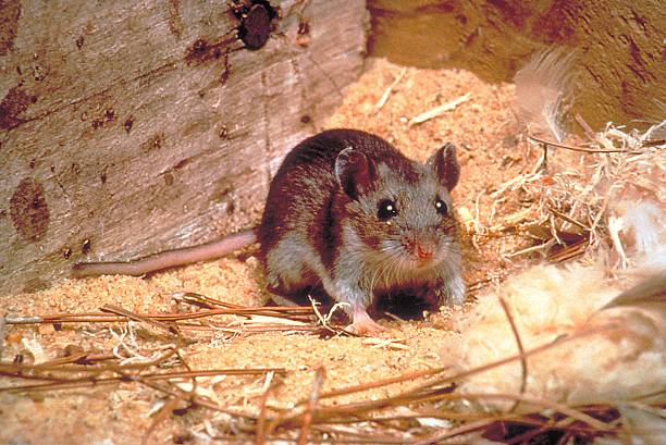 what-to-know-about-hantavirus-the-illness-suspected-in-a-cruise-ship-outbreak