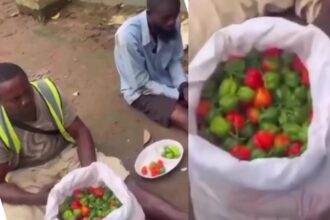 “Chop the red ones” — Men forced to eat the chillies as punishment