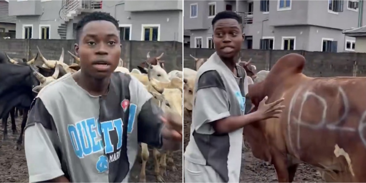 “DSS, police will embarrass you” - Peller shows off 12 wedding cows, warns uninvited guests