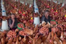 “I have been chilling with my girls since morning” — Woman shows off impressive eggs from her poultry farm