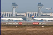 Two Frankfurt Airport workers die after mysterious malaria outbreak