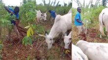 VIDEO: Moment Fulani herdsman uprooted someone's cassava tubers to feed cows